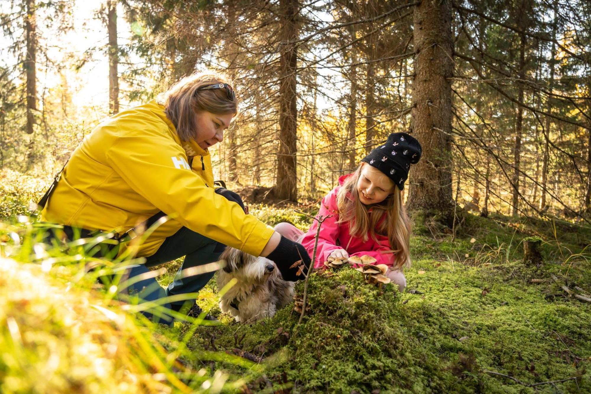 Koli Freetime Cottages Ahmovaara Zewnętrze zdjęcie